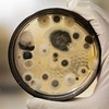 Fungus Testing for Humid Environments-Image